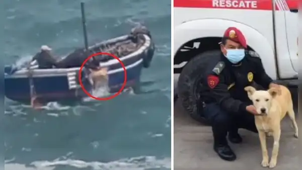 Huacho: agentes de la PNP rescatan a perrito que nadaba a la deriva en el mar 