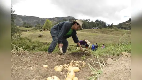 Gobierno dirige S/1.100 millones para la reactivación del agro