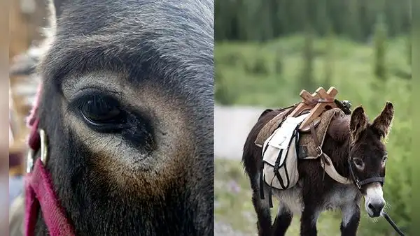 Nigeria requisa 7.000 penes de burro que iban a exportarse a Hong Kong