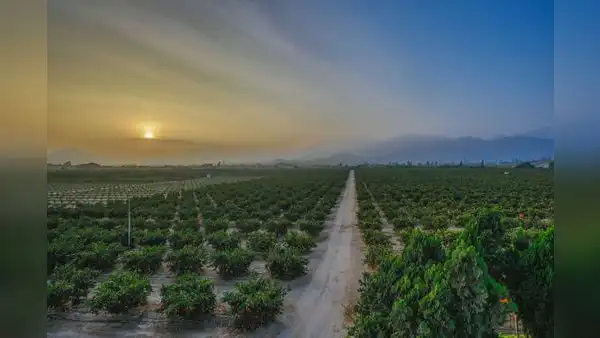 Megapuerto de Chancay: tierras agrícolas de la zona se revalorizan y triplican su precio