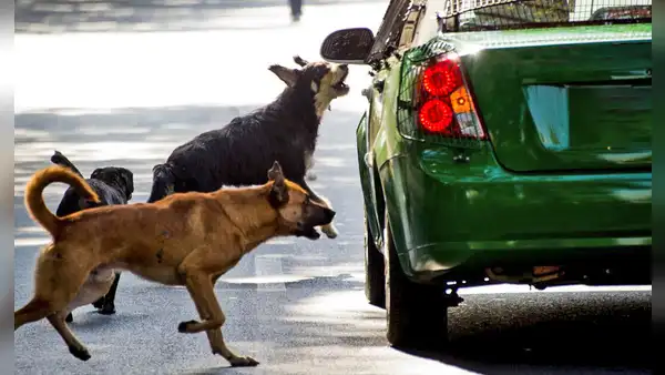¿Sabías que los perros no ladran a los vehículos por diversión? Conoce la verdadera razón
