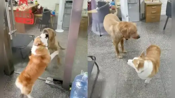 Perros se gruñen a través de una vitrina, pero cuando la puerta se abre, se hacen ‘amigos’