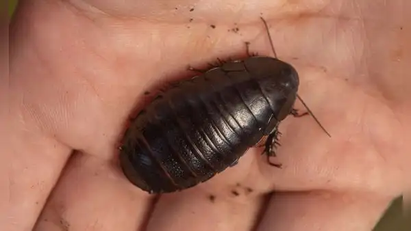 No, la cucaracha que ha reaparecido tras 90 años no come carne, sino madera