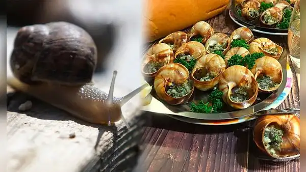 ¿Sabías que el caracol es el ingrediente prehistórico de la gastronomía francesa y española?