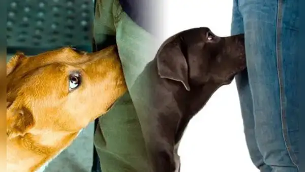 ¿Los perros pueden identificar si has tenido relaciones sexuales al oler tus partes íntimas?