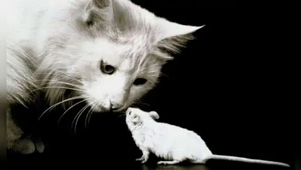¿Es cierto que tener un gato en casa ahuyenta a las ratas?