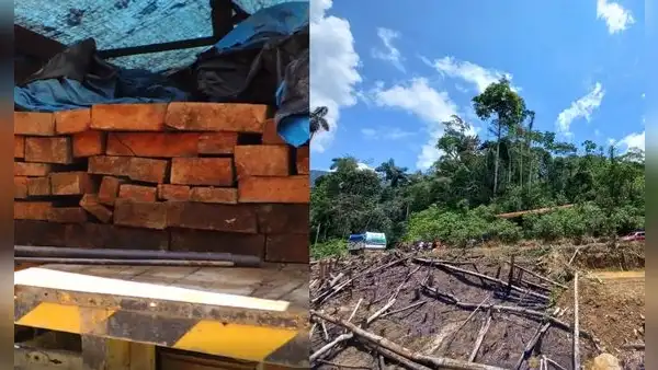 Cusco: detienen a 4 varones por tala ilegal de árboles en La Convención