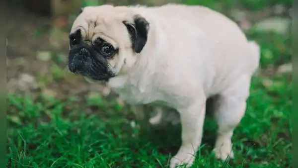¿Por qué mi perro se demora mucho eligiendo un lugar donde hacer sus heces?