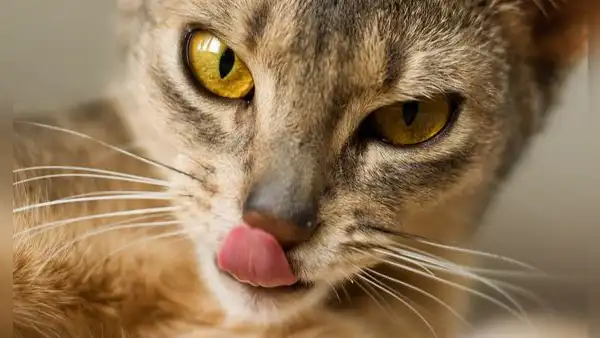 ¿Es verdad que los gatos tienen rasgos psicópatas? Esto dice la ciencia