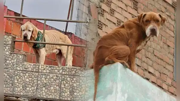 ¿Dejas a tu perro en el techo? Estos son los 5 riesgos a los que se expone