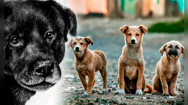 La historia de Cholito, el perrito que inspiró una ley contra el maltrato animal en Chile