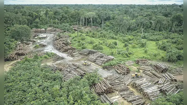 Más de 30 líderes ambientales fueron asesinados en los últimos 11 años según informe