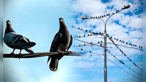 ¿Por qué las palomas no se electrocutan al pararse en los cables de luz?