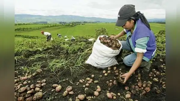 Sector agrícola colapsa y su PBI cae en 20% por crisis climática