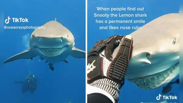 Tiburón sonriente es captado en video viral por instructora de buceo