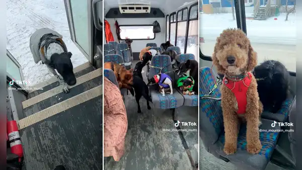 Bus exclusivo para perros sorprende a miles en TikTok: "Parecen compañeros de colegio"