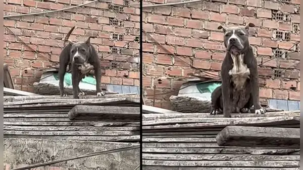 Comas: vecinos piden ayuda para rescatar a perrita que vive encerrada