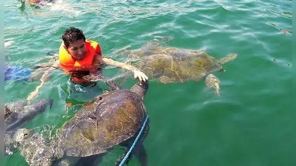 Nado con tortugas: ¿qué recomendaciones seguir al practicar esta actividad turística?