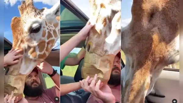 Familia realiza safari y regala comida a jirafa, pero los demás animales llegan para ‘quitársela’