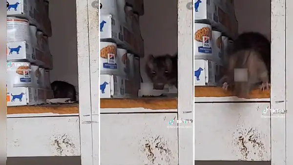 Mujer intenta acariciar una rata escondida en almacén, pero esta no reacciona como lo esperaba