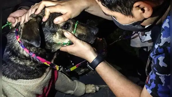 ¿Cómo afectan las bombas lacrimógenas a los animales en las calles? Así puedes ayudarlos