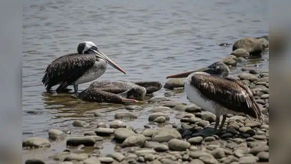Murieron 22.000 aves silvestres de la costa por la gripe aviar