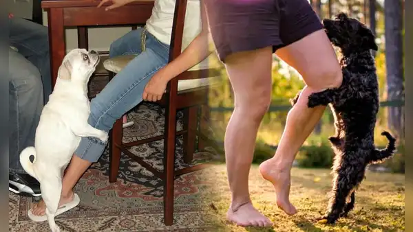¿Sabías que tu perro no siempre monta tu pierna por motivos sexuales? Conoce las razones