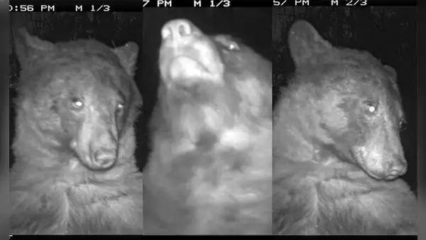 Cámara de vida silvestre registró los 400 selfies que se tomó un oso y se volvió viral