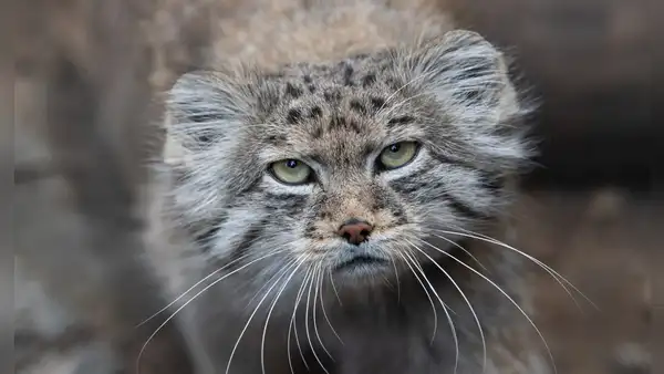 Hallan evidencia de un peculiar felino viviendo en el Monte Everest