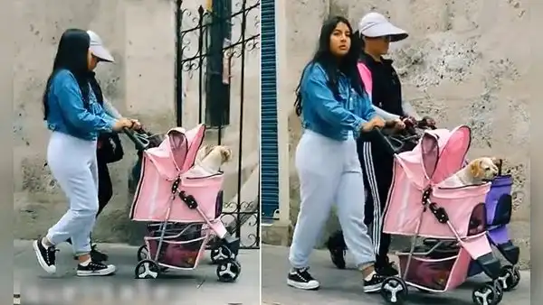 Pasearon a sus perritos en coches y video se hace viral: “Se merecen eso y más”