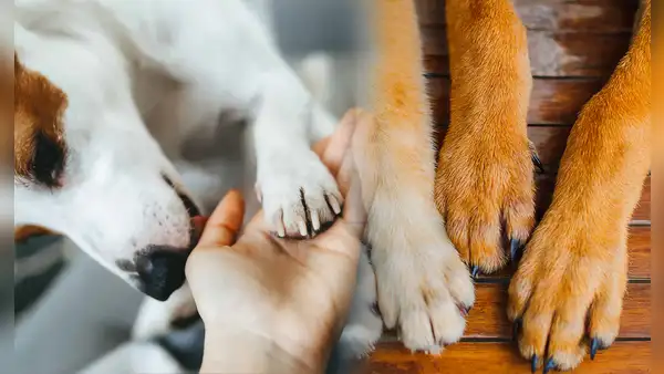 ¿Por qué las patas de tu perro tienen un olor particular y cuándo debes preocuparte?