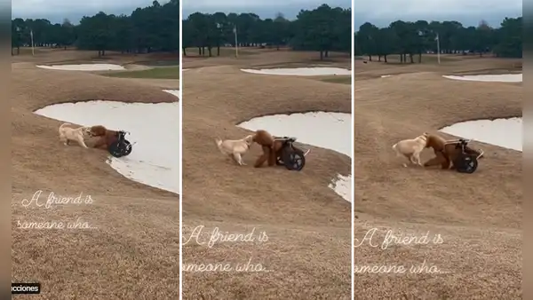 Verdadera amistad: perrito ayuda a su amigo en silla de ruedas a salir de un atasco de arena