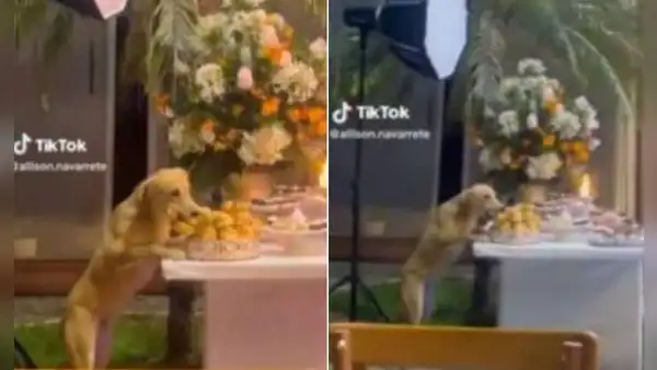 Perrito se ‘roba’ los bocaditos de una fiesta mientras todos están bailando