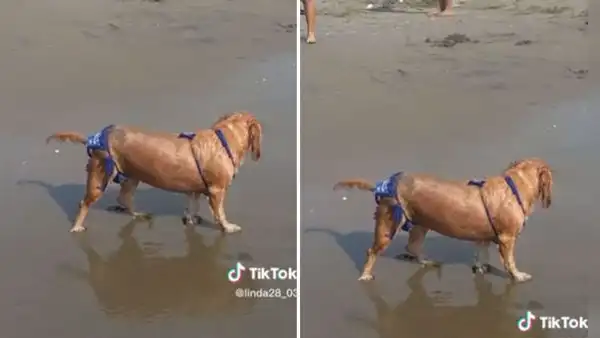 Captan a perrita con bikini en la playa y se roba las miradas: “Qué regia”