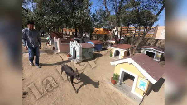Lambayeque: ¿sabías que existe un cementerio de perros peruanos sin pelo?