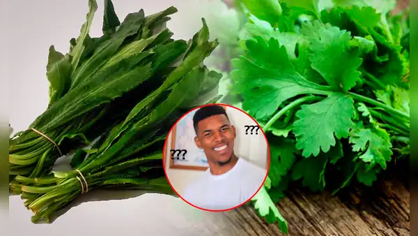 ¿En qué se diferencian el cilantro y el culantro, y cuál es la que suele ser confundida con el perejil?