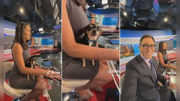 Conductora de noticias no pudo dejar solo a su perrito y salió al aire con él en sus piernas