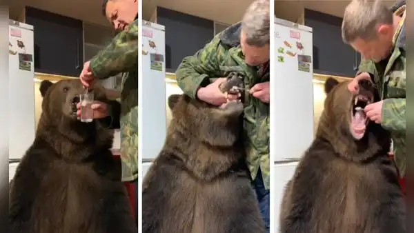 Oso sorprende al dejarse lavar los dientes por su dueño y escena se hace viral
