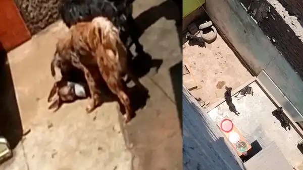 Santa Anita: rescatan a perros que eran recogidos de la calle para ser atacados
