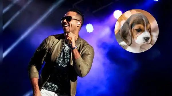 Refugio animal ofrece entradas para concierto de Romeo Santos por comida