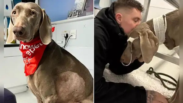 ¿Qué estarías dispuesto a hacer por tu mascota? Joven pone en venta su casa para pagarle tratamiento