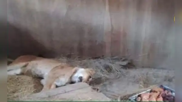 Reportan muerte de leona del zoológico de Huancayo por gripe aviar