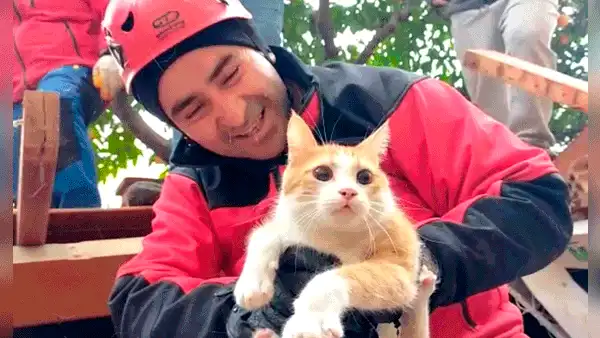 Gato es rescatado debajo de los escombros tras el fuerte terremoto en Turquía