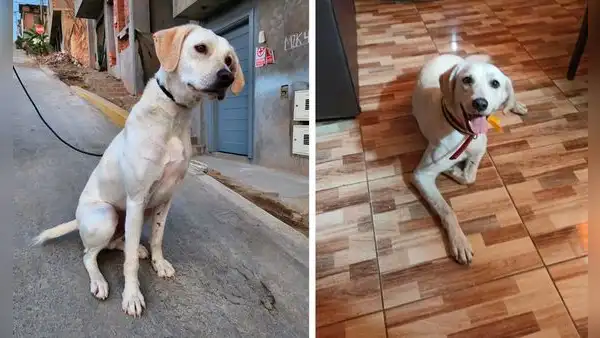 Lince: rescatistas ofrecen pollada para cubrir gastos de perrito que fue abandonado