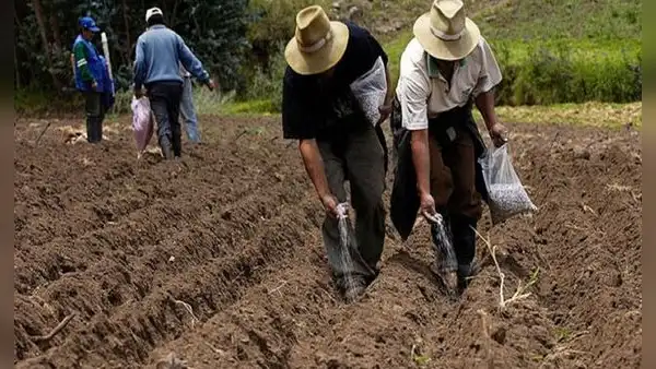En plena campaña agrícola, siembras en 19 regiones cayeron hasta en casi 57%