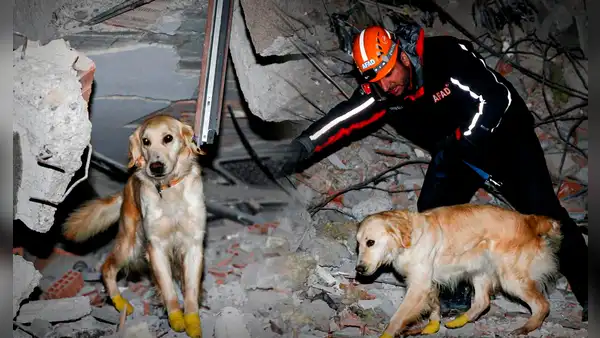 Perro de rescate se cortó las patas, lo vendaron y salvó 5 vidas tras siniestro en Turquía