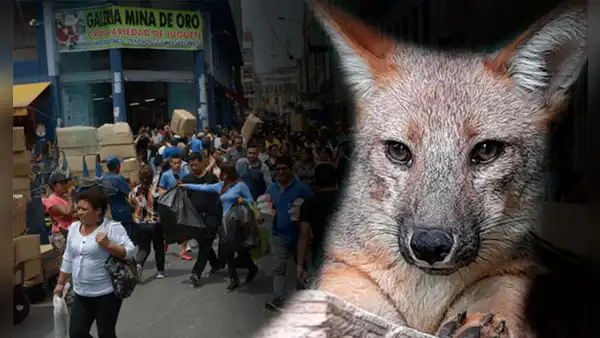 "Quise sacarlo de ahí": testimonio del joven que compró a Run Run en mercado pensando que era un perro