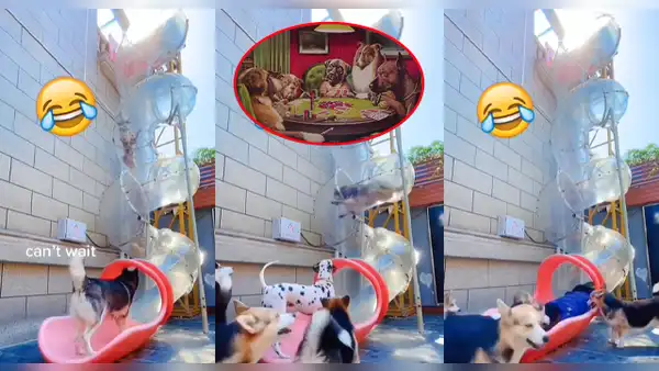 ¡Son como niños!: grupo de perritos son captados divirtiéndose en un tobogán