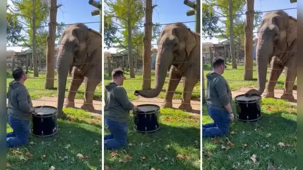 Joven toca el tambor a su elefante para distraerlo, pero él le enseña cómo hacerlo mejor