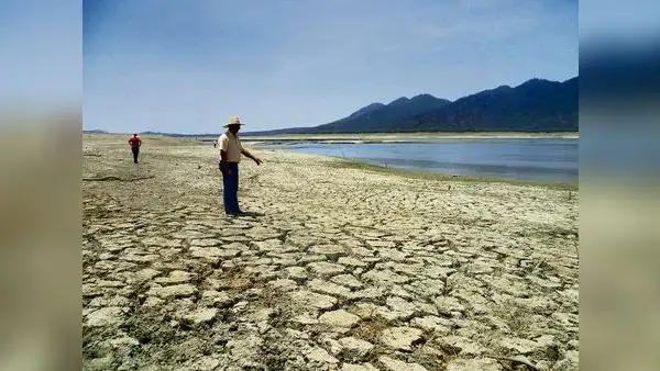 Falta de lluvias en el medio y bajo Piura pone en riesgo 50.000 hectáreas de cultivos